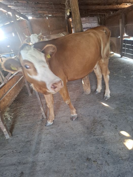 Vând vaca prima fatare