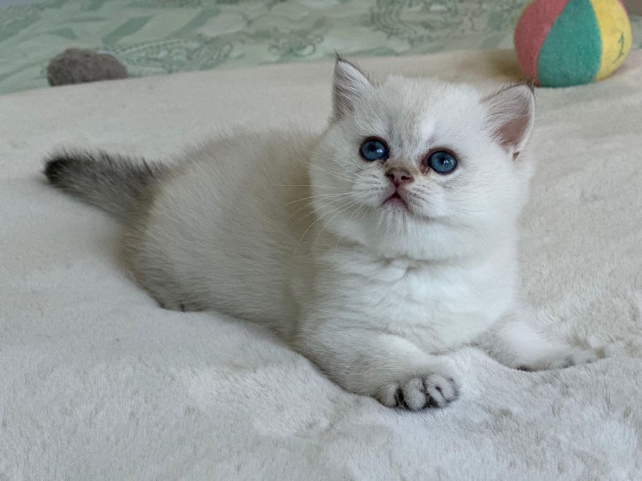 British  silver shaded point