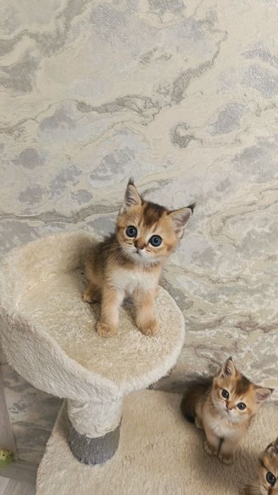 Продается милая золотая шиншилла