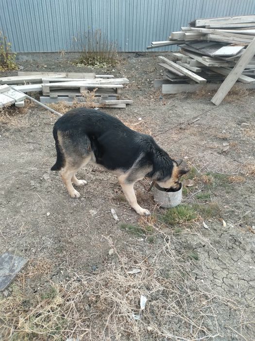 Неміс  овчаркасы