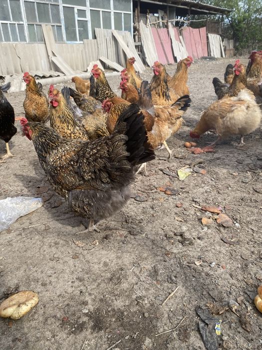 Продам яйца по 200 тг инку