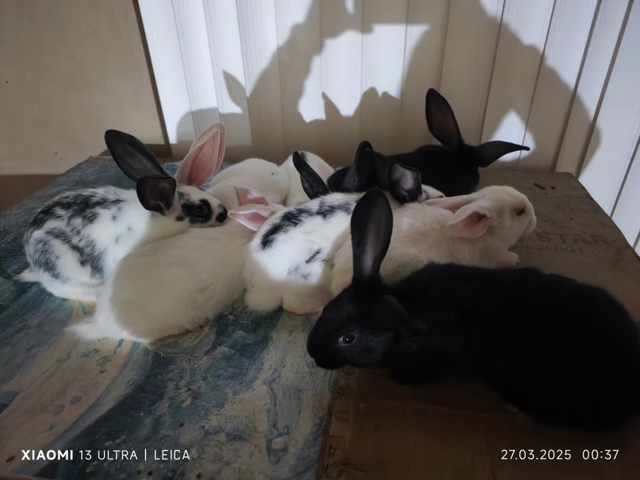 Quyon, krolik, , 2 ta qora, 3 ta oppoq