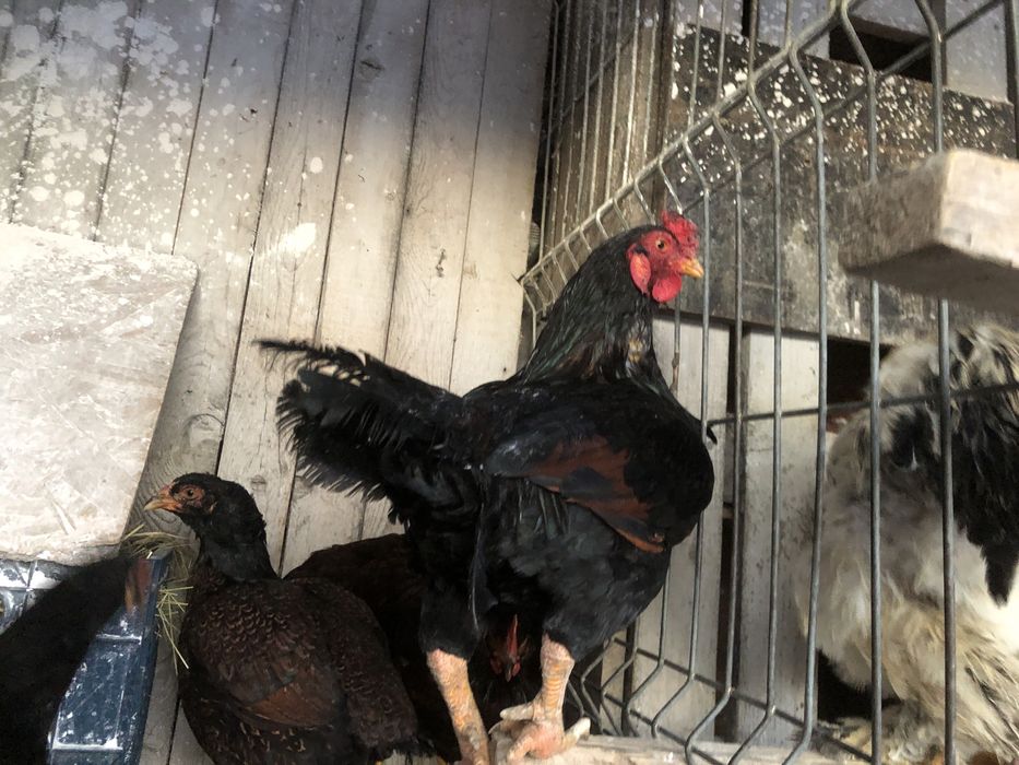 Urgent Cocosi rasa mare brahma, wiandotte, rhode island, cichinchina