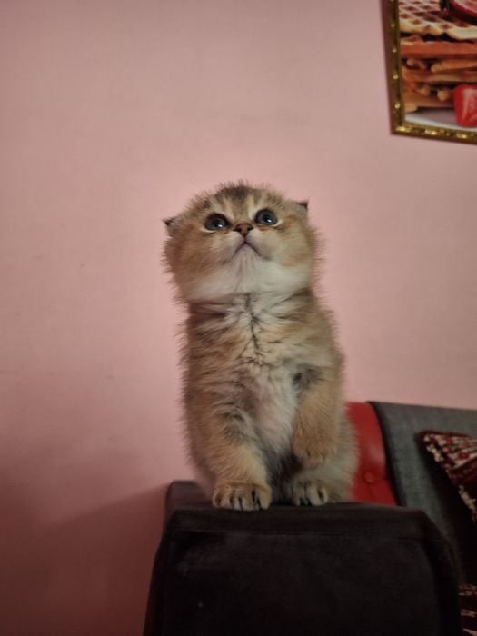 Zalatistiy shinshilla fold Mushukcha sotiladi!