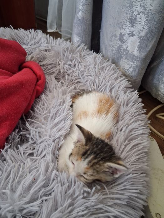 Пристраиваю котёнка
