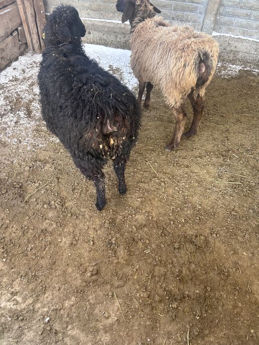 Қой, тоқты сатылады