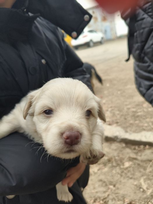 Отдам щенков в добрые руки