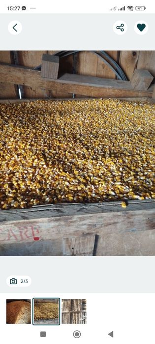 Vând porumb boabe sau stilet Jud Sălaj