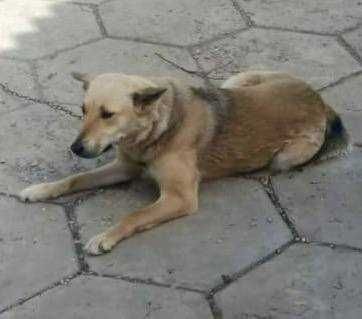 Отдам собаку лайку девочку