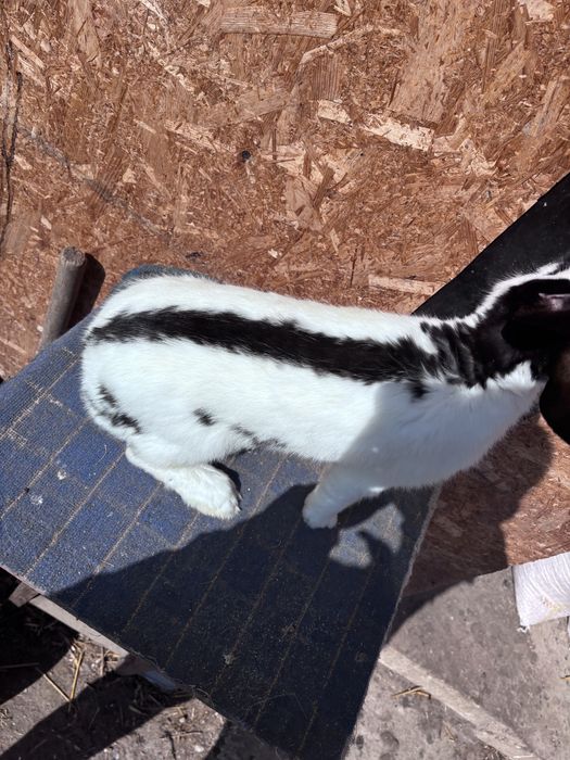 Mascul fluture german