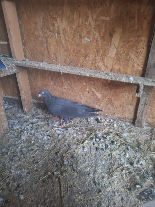 Porumbei Romani caută proprietar