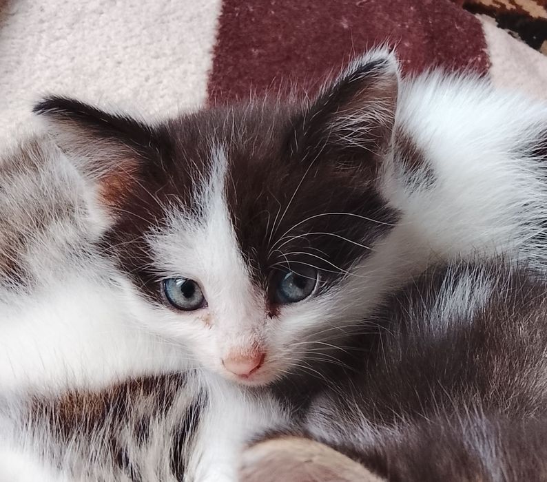 отдам котят в добрые руки