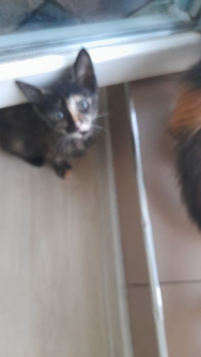 Добри котета от София