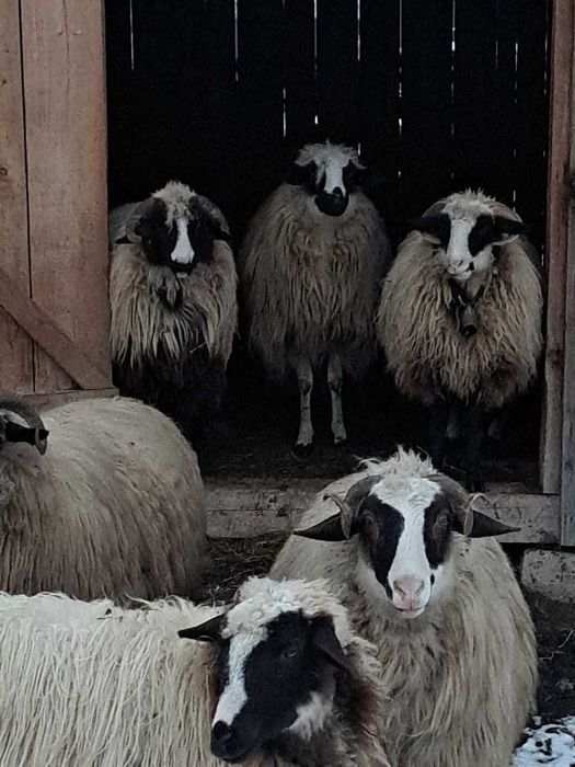 Vând oi breze tinere
