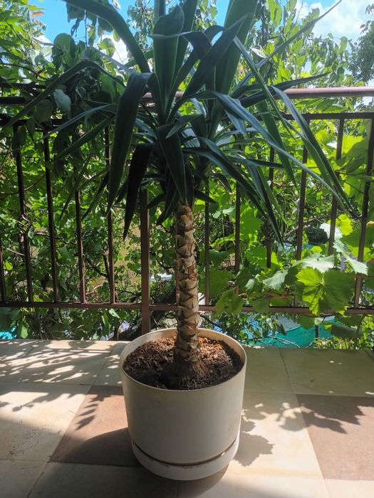 Стайна палма юка многогодишна