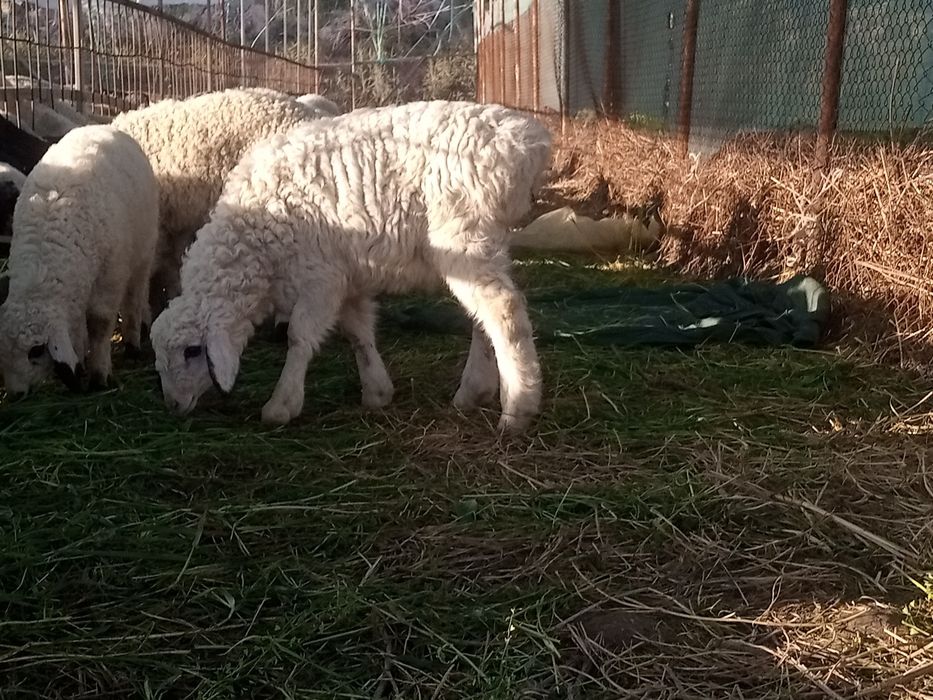 2 ta qochqorcha sotiladi shirboz