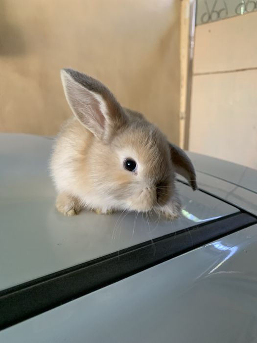 Куйон бор сотилади :