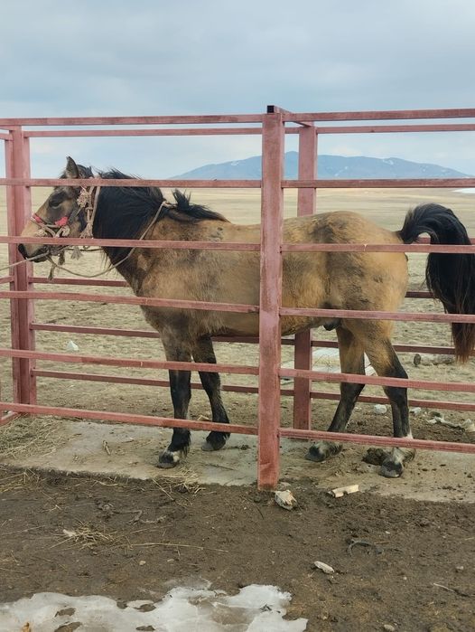 Айғыр/жеребец, 7 жасар