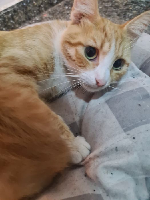 Adoptie pisica sterilizata