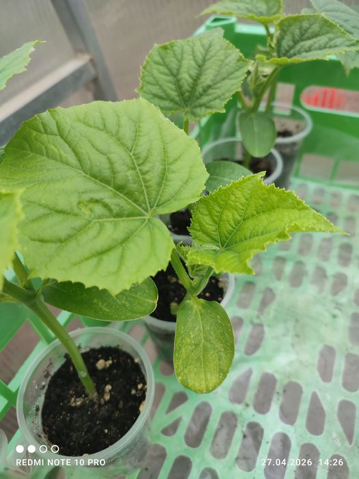 Рассада китайских огурцов.