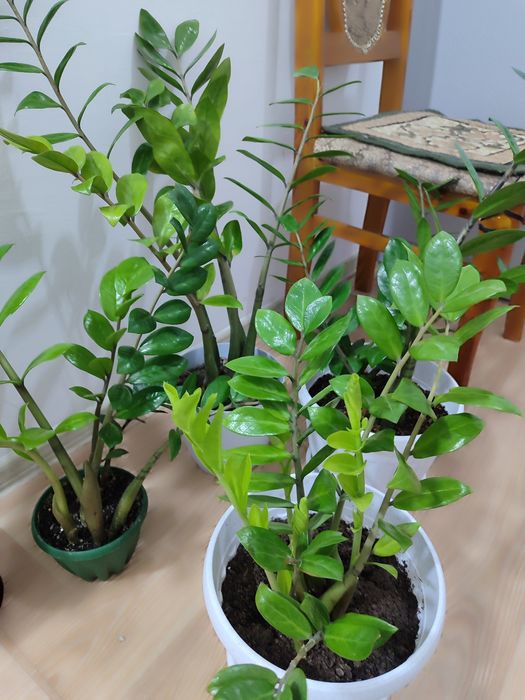 Долларовое дерево; Алоэ.