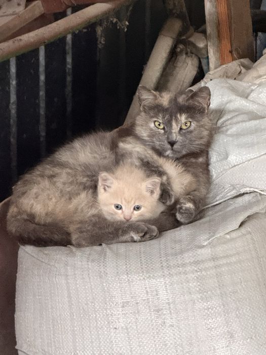 Котенок мальчик, отдаем в добрые руки.