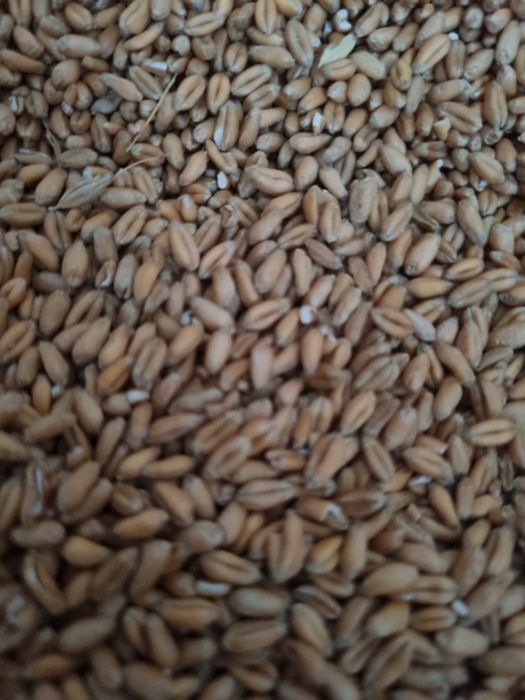 Triticale și grau de vanzare