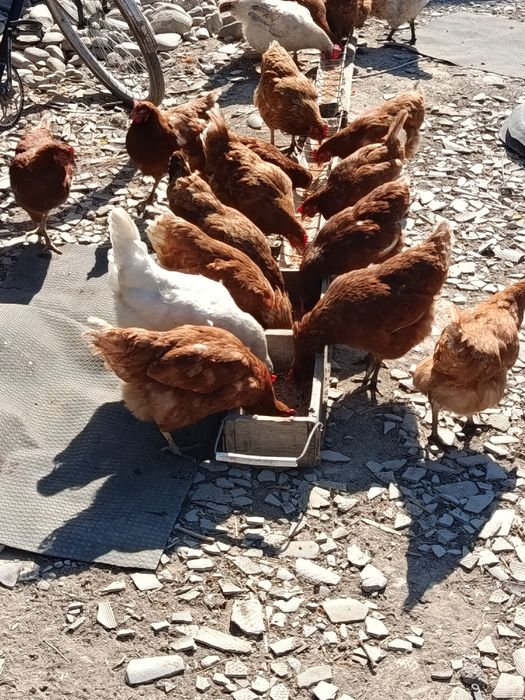 Куры несушки домашние