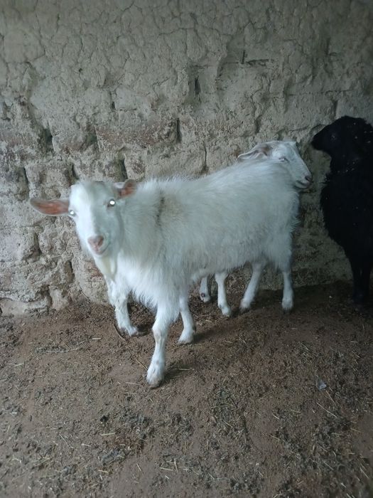 Теке ешкі сатылады , орыс ешкі