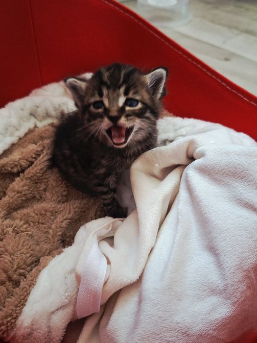Котёнок мальенкая,срочно(девочка)