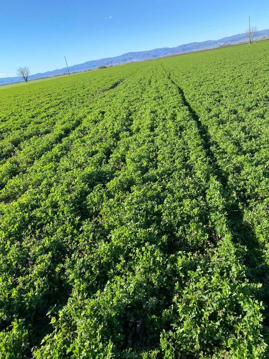 Люцерново семе Плевен 6