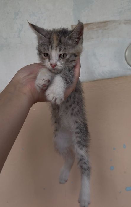 Котята в добрые руки. Ташкент
