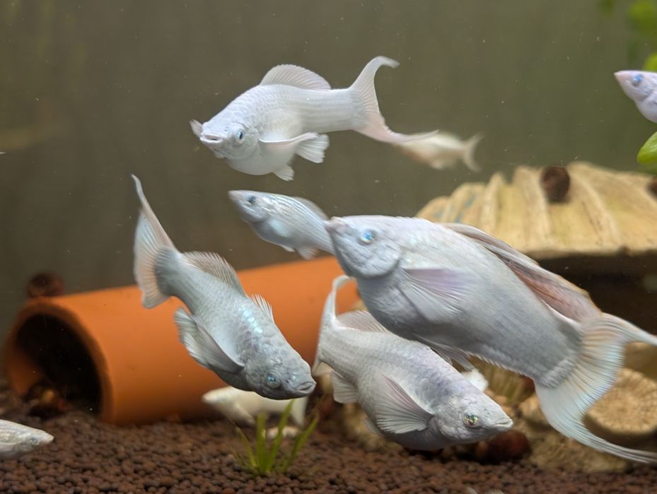 Моллинезия велифера платина