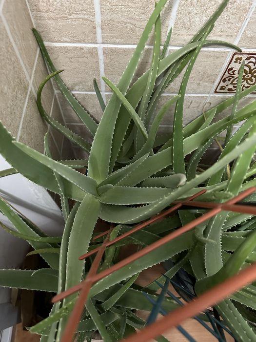 Алоэ лечебный  продам