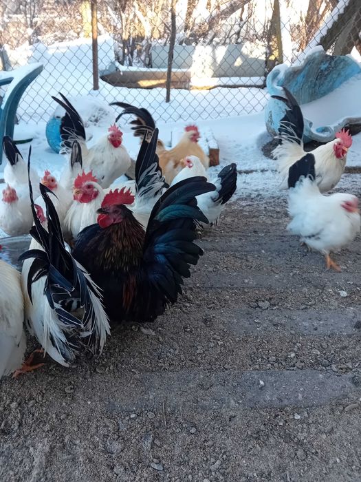 Кокошки и петли от порода Шабо