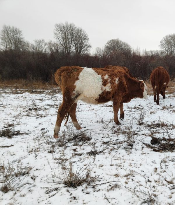 Продам тёлок полтарашек