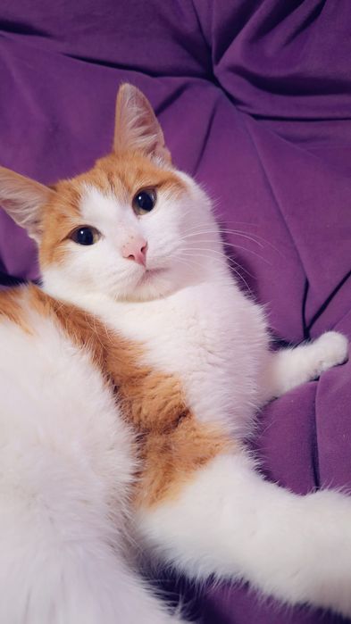 Отдам солнечного котика