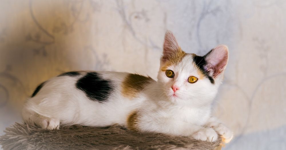 Отдам в хорошие руки