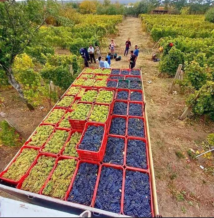 Strguri de vin.