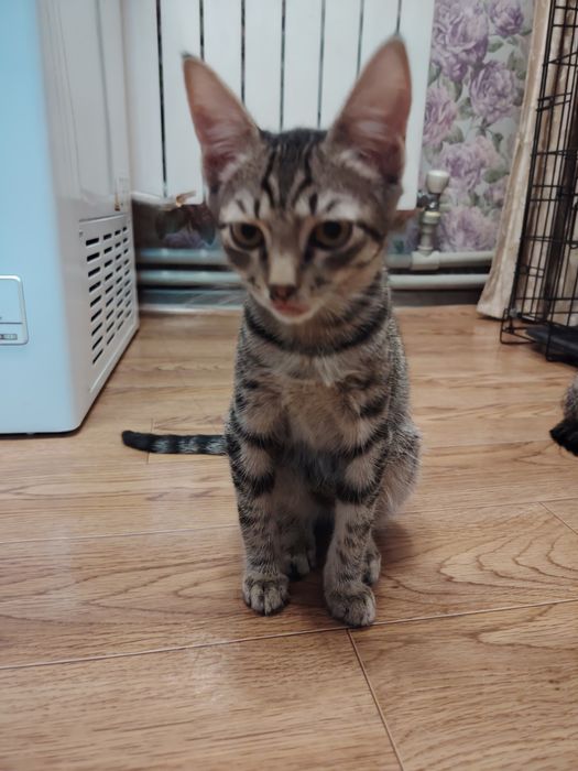 Отдается в добрые руки котик