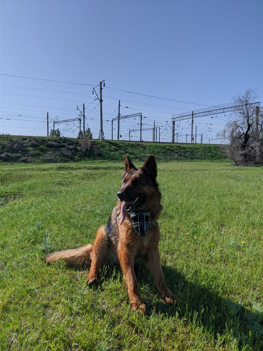 Ищем невесту Немецкой овчарки!