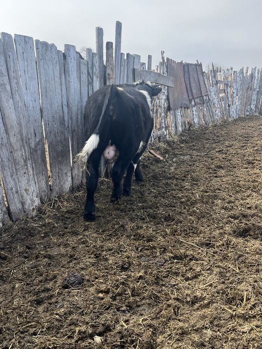 Проодам 8 быков