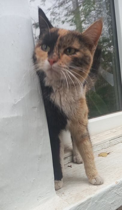 Кошечка в добрые ручки