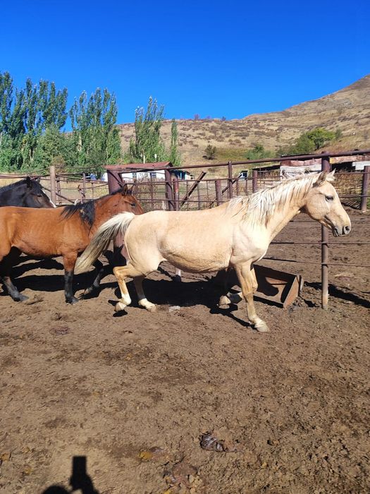 Лошади жылқы Айғыр