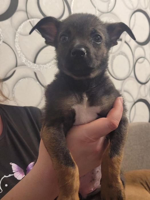 Отдаю щенка девочку