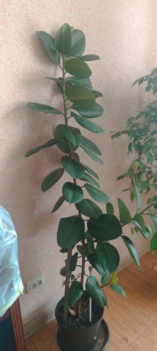 Комнатные цветы. Не дорого