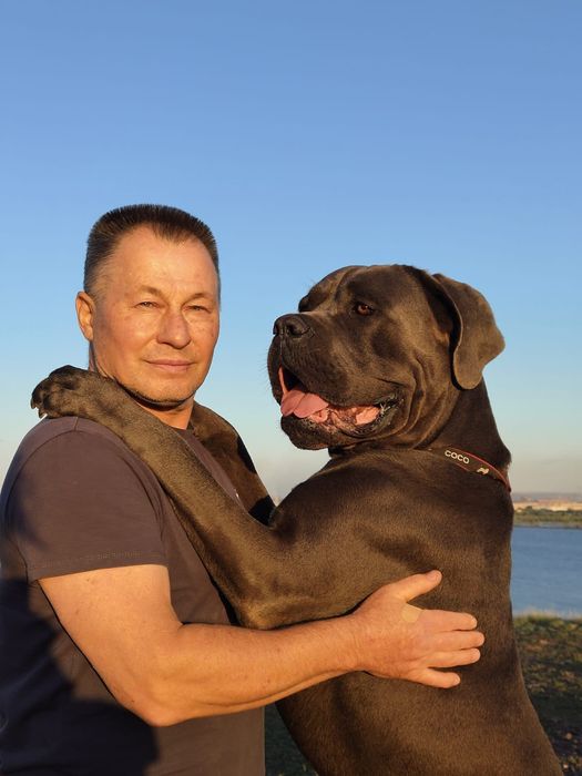 Продаются отличные щенки кане-корсо