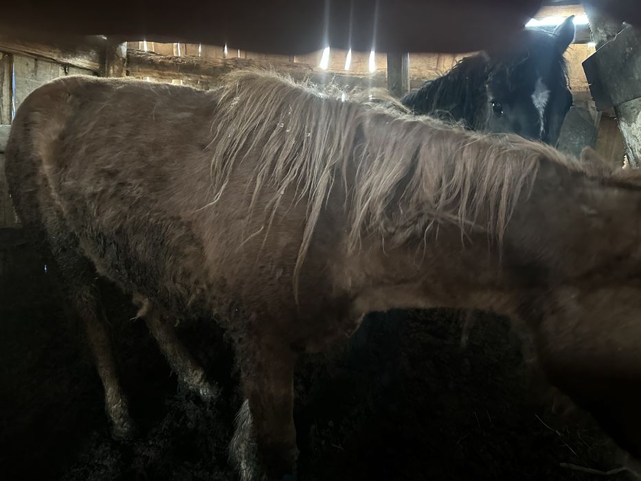 Продам лошадей с откорма.