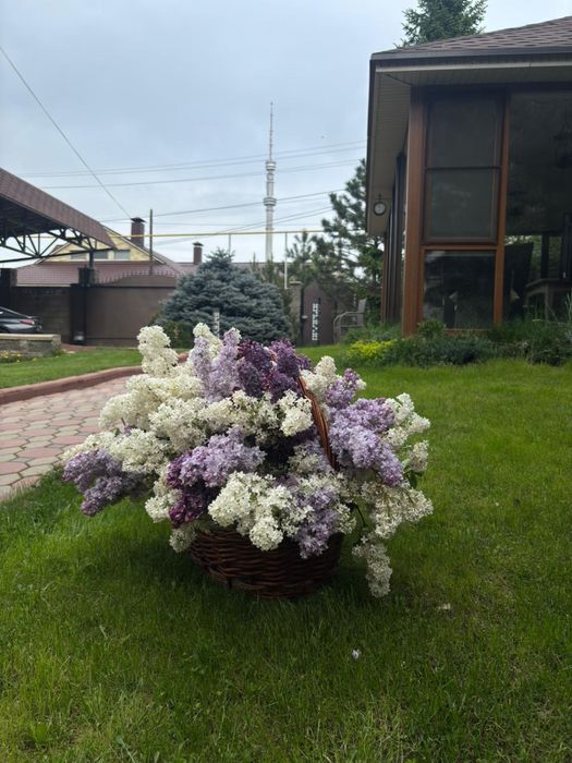 корзина серени свежие