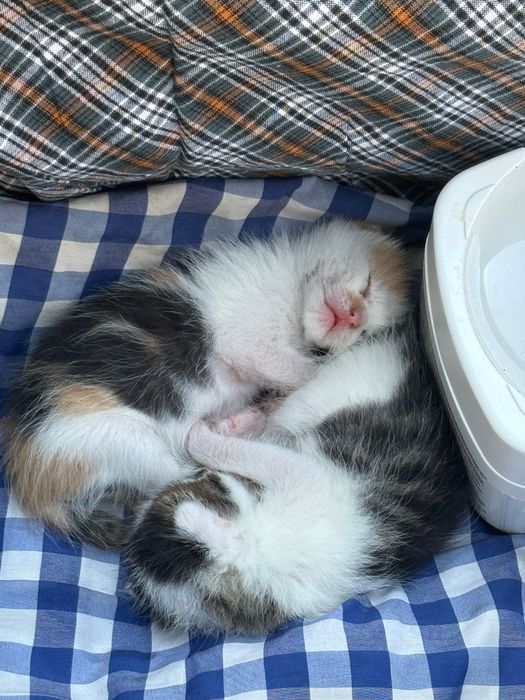 Puiuti de pisica spre adoptie